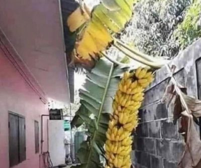 ERVM - AFINAL DE QUEM É A BANANA