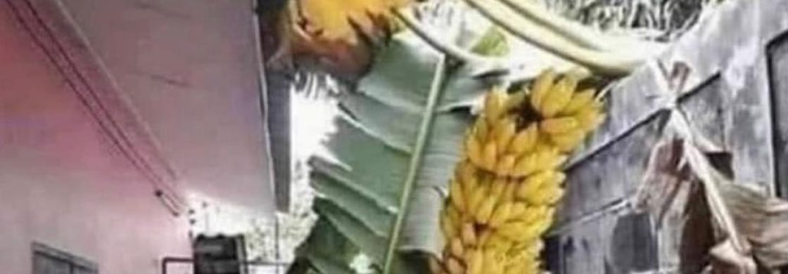 ERVM - AFINAL DE QUEM É A BANANA